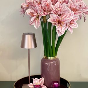 Amaryllis weiß-pink