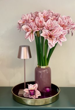 amaryllis weiss pink uai