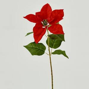 Weihnachtsstern