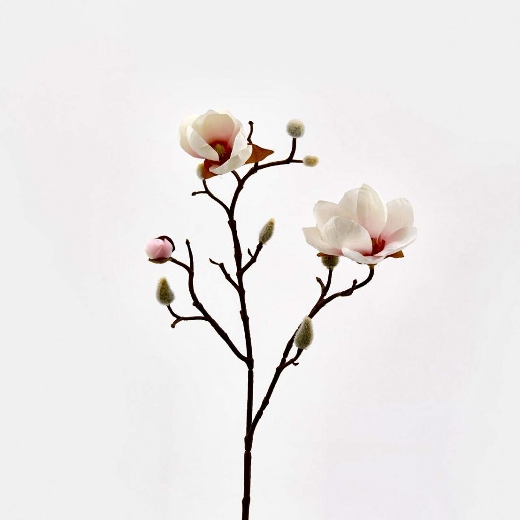 magnolia stellbranch h53 c1 uai