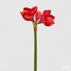 Amaryllis rot