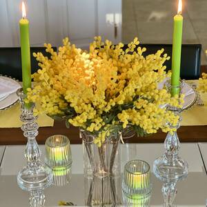 Mimosen Zweig