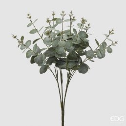 eucalyptus strauch uai